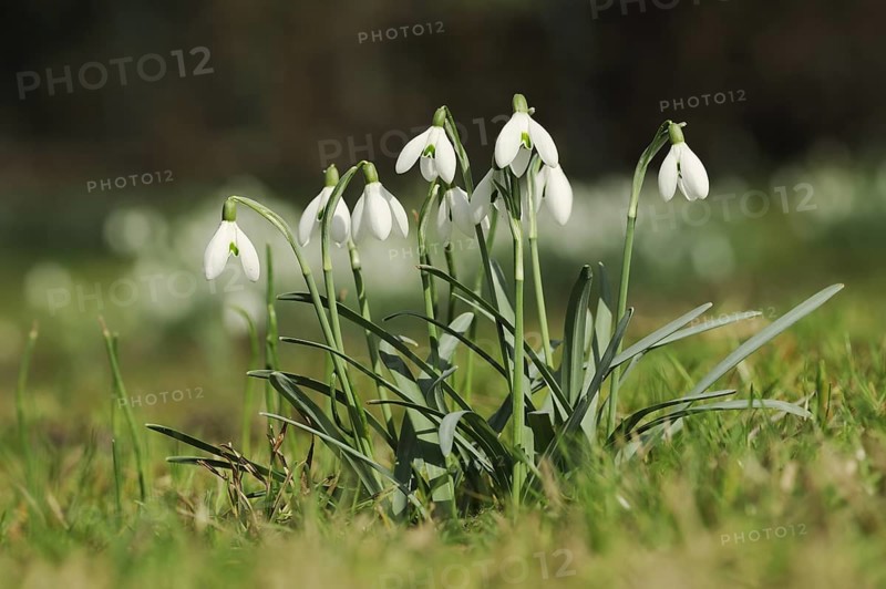 Common snowdrop (Galanthus nivalis), North Rhine-Westphalia, Germany, Europe