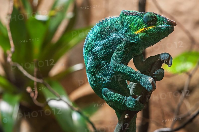 Panther Chameleon, terrarium in the Nuremberg Zoo, Nuremberg, Middle Franconia, Bavaria, Germany, Europe