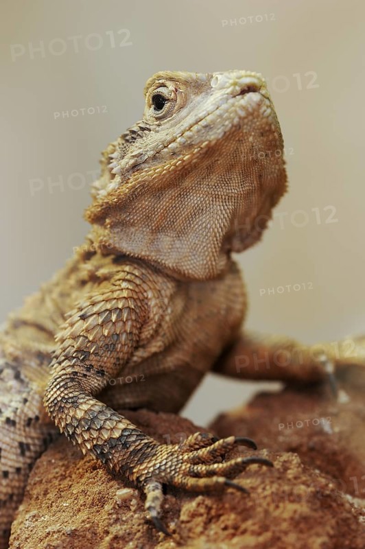 Hardun or slingtail (Stellagama stellio, Agama stellio, Laudakia stellio), captive, occurring in Europe and Asia