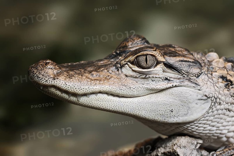 Mississippi alligator or american alligator (Alligator mississippiensis), juvenile, portrait, Florida, USA, North America