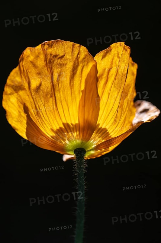 Welsh poppy (Meconopsis cambrica), flower, Emsland, Lower Saxony, Germany, Europe