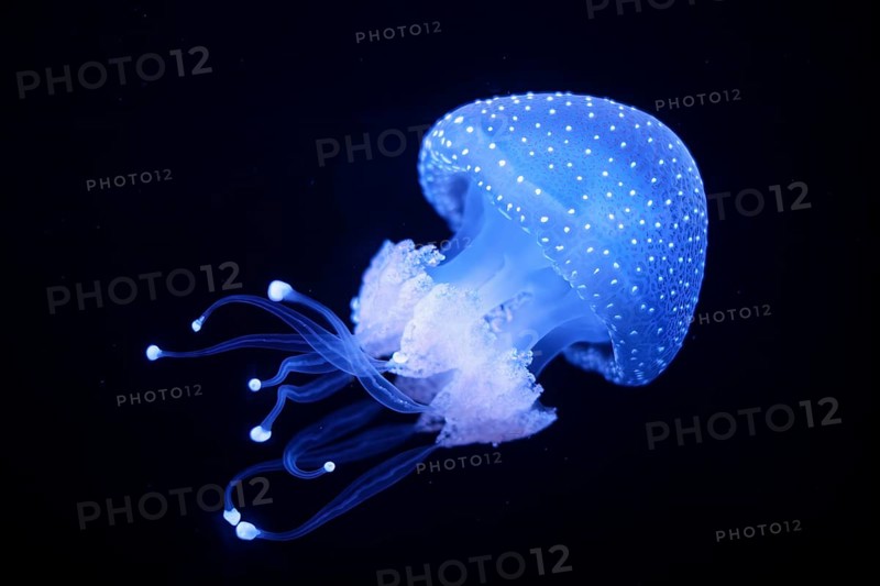 Tropical Jellyfish Phyllorhiza punctata white-spotted jellyfish aka floating bell, Australian spotted jellyfish underwater