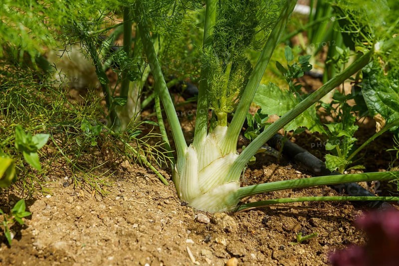 Fennel Bulb in garden bed. Annual fennel, Foeniculum vulgare azoricum. Florence or bulbing fennel. Gardening background, close up