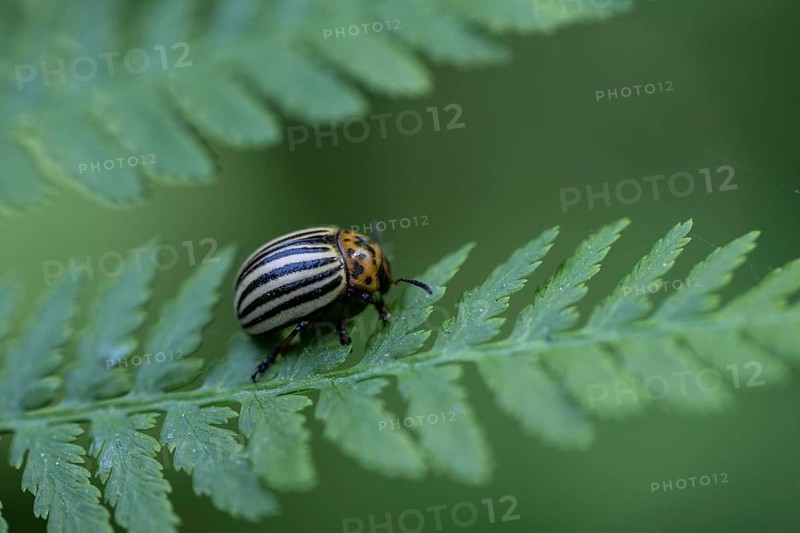 Colorado potato beetle (Leptinotarsa decemlineata), Emsland, Lower Saxony, Germany, Europe