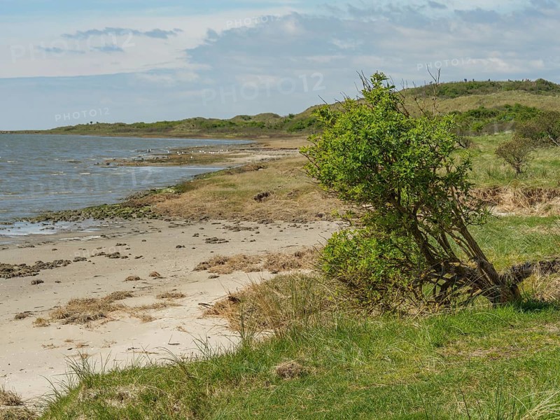 A single tree stands near the sea on a natural beach, dune and footpaths on the wadden sea, clouds in the sky, nes, ameland, netherlands