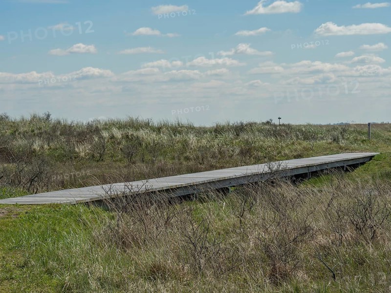 A wooden walkway runs through grassy dunes under a blue sky with clouds, wooden walkway through the dune, blue sky with clouds, nes, ameland, netherlands