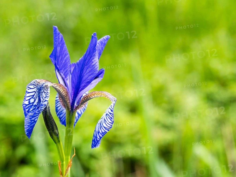 Siberian iris (Iris sibirica), near Irdning, Ennstal, Styria