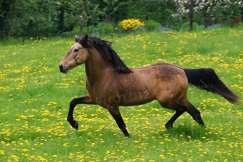 Andalusian, Andalusian horse, Spaniard