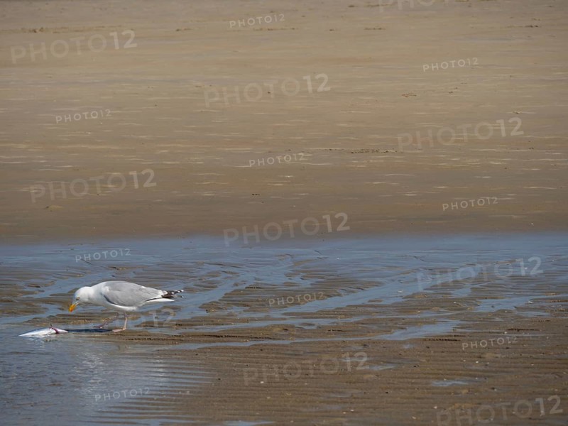 A seagull stands alone on a beach and pecks at a fish, quarrelling seagulls on a North Sea beach at low tide, larinae, de haan, Belgium, Europe