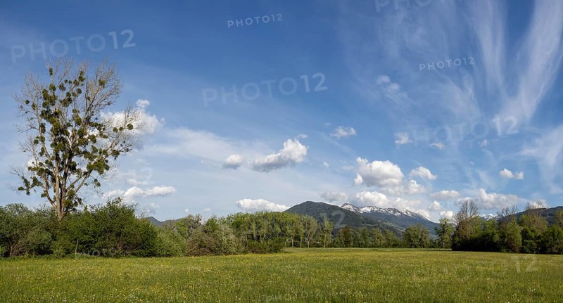Evening light, tree in a meadow at the edge of a forest, snow-covered mountains in the background, panoramic shot, Enns Valley, near Irdning, Styria, Austria, Europe