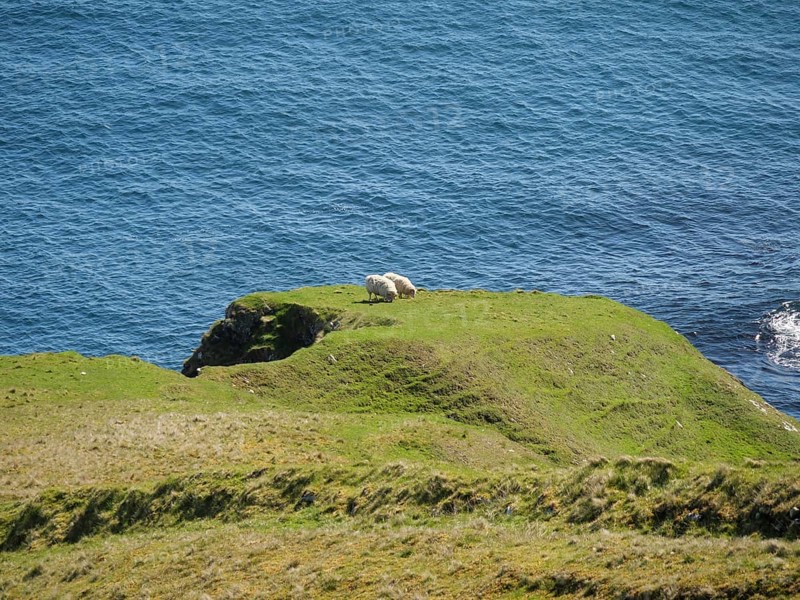 Hills with grazing sheep overlook the vast blue ocean, green meadows on a deep blue sea and a rocky coastline with individual houses, lerwick, shetland, Scotland, United Kingdom, Europe