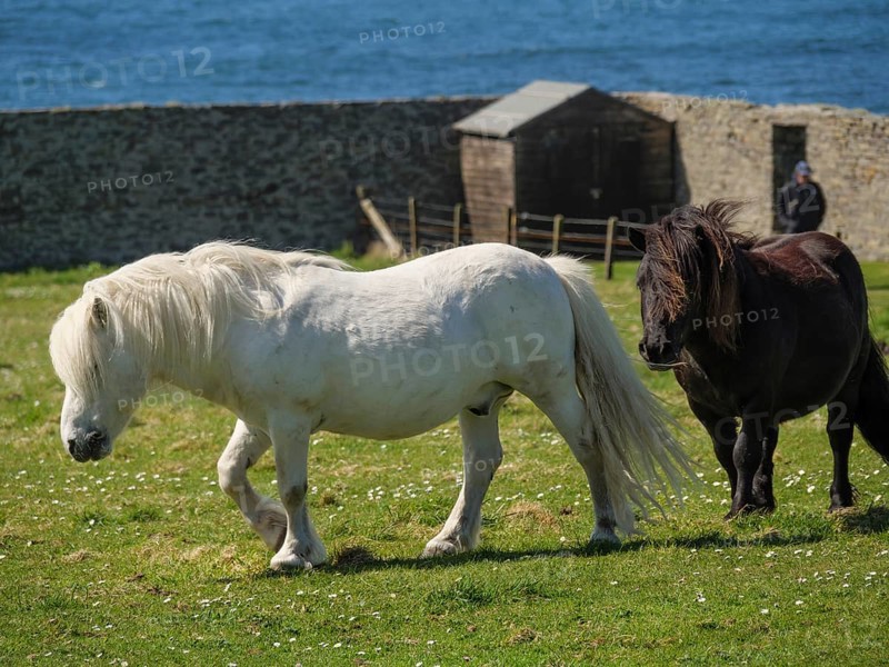 A white pony leads the black pony on a green pasture in front of a stone wall and the blue sea, black and white horses in front of a stone house in a meadow by the blue sea, Lerwick, shetland, Scotland, Great Britain