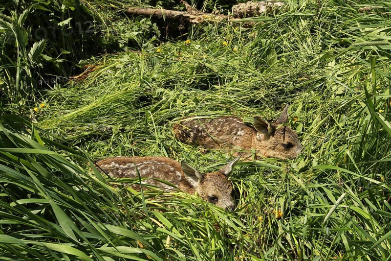 European roe deer (Capreolus capreolus) fawn rescue, fawns rescued from the meadow to be mowed, Allgaeu, Bavaria, Germany, Europe
