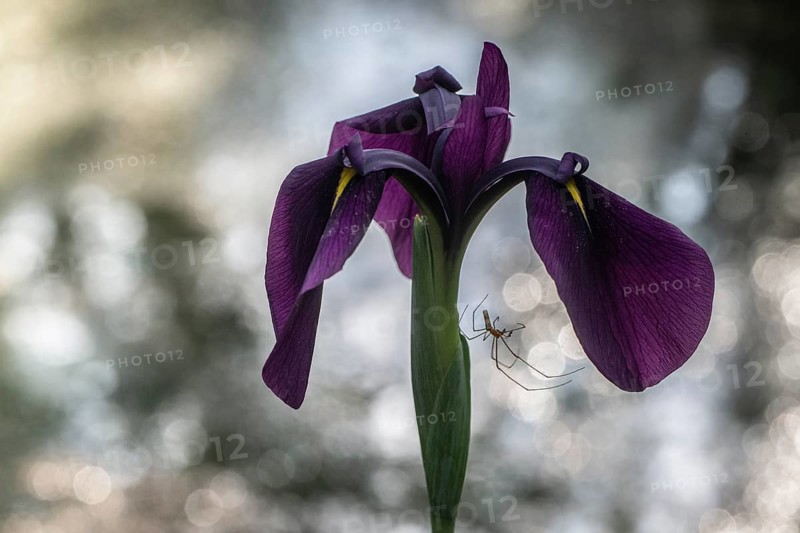 Bristle-pointed iris (Iris setosa) and extensor spider (Tetragnatha extensa), Emsland, Lower Saxony, Germany, Europe