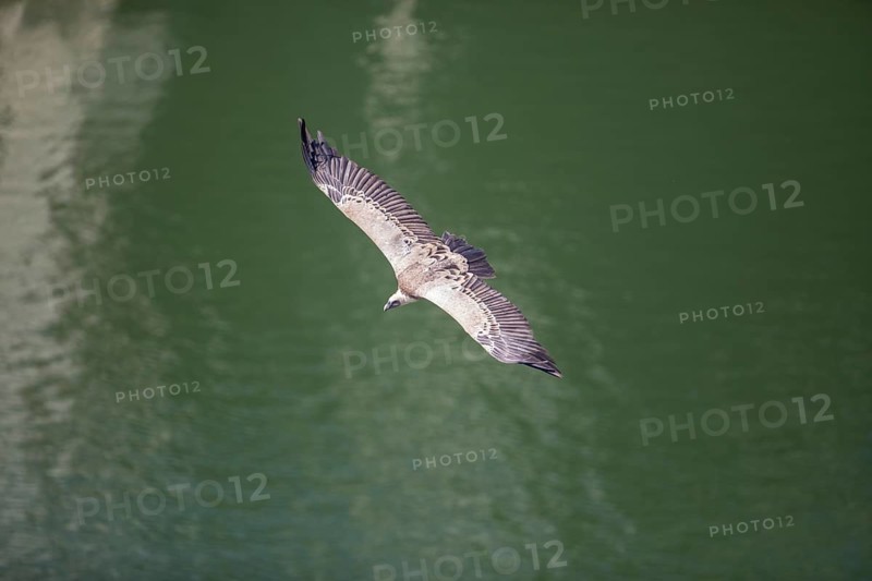 Griffon vulture (Gyps fulvus), Monfraguee National Park, Extremadura, Castilla La Mancha, Spain, Europe