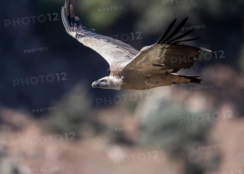 Griffon vulture (Gyps fulvus), Monfraguee National Park, Extremadura, Castilla La Mancha, Spain, Europe
