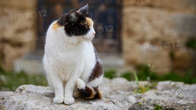 Cat with a serious look on a wall, looks alert, near Grand Master's Palace, Knights' Town, Rhodes Town, Rhodes, Dodecanese, Greek Islands, Greece, Europe