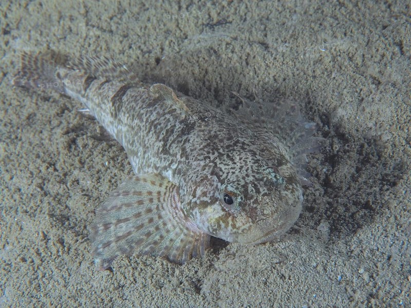 A well-camouflaged fish, european bullhead (Cottus Gobio), lies on a sandy substrate at the bottom of the lake. Dive site Grosser Parkplatz, Herrliberg, Lake Zurich, Canton of Zurich, Switzerland, Europe
