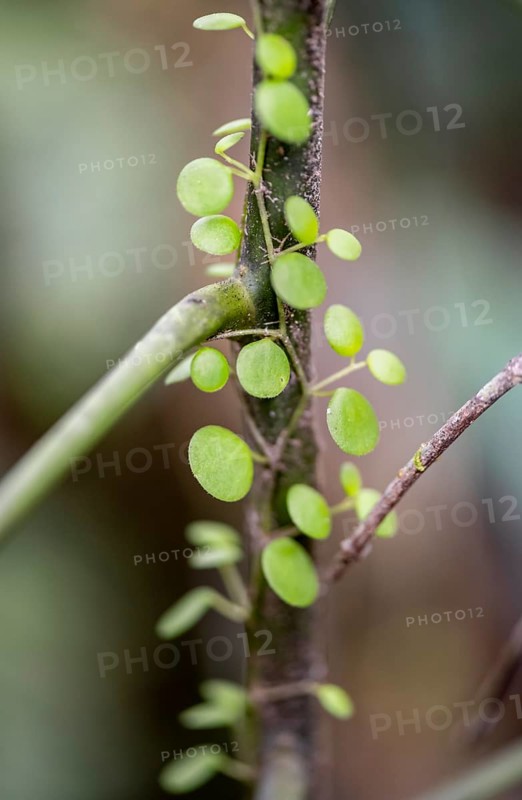 Climbing plant with small leaves, dwarf pepper (Peperomia rotundifolia) climbing up a branch, Tortuguero National Park, Costa Rica, Central America