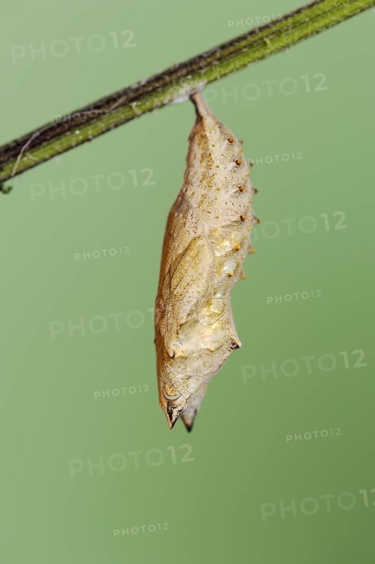 Small tortoiseshell (Nymphalis urticae, Aglais urticae), pupa, North Rhine-Westphalia, Germany, Europe