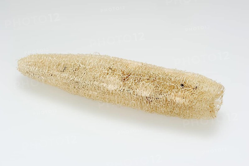 Sponge cucumber (Luffa aegyptiaca, Luffa cylindrica), fibrous interior of the ripe fruit, used as a loofah sponge, massage and bath sponge