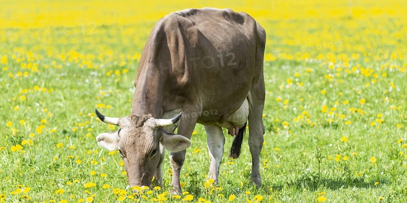 Allgaeu Brown Swiss cattle (Bos primigenius taurus), Allgaeu, Bavaria, Germany, Europe