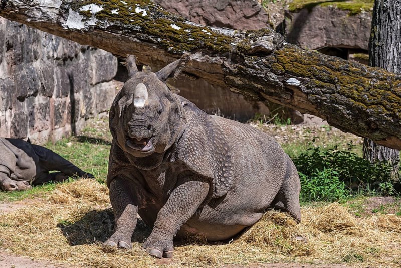 Indian rhinoceros (Rhinoceros unicornis) with young, Nuremberg Zoo, Middle Franconia, Bavaria, Germany, Europe