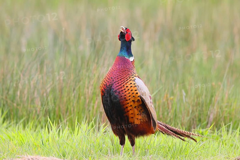 Pheasant, hunting pheasant (Phasianus colchicus), adult male bird calling in a meadow, Lembruch, Wildlife, Ochsen Moor, Duemmer nature park Park, Lower Saxony, Germany, Europe