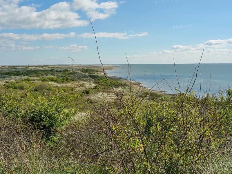 View of a coastline with flowering bushes and the sea on the horizon under a clear blue sky, dune and hiking trails at the wadden sea, clouds in the sky, nes, ameland, netherlands
