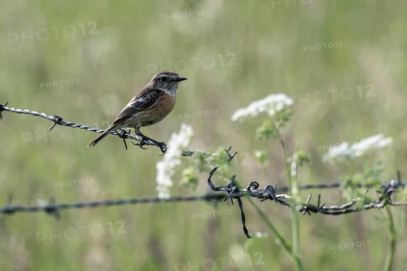 Stonechat (Saxicola torquata), Emsland, Lower Saxony, Germany, Europe