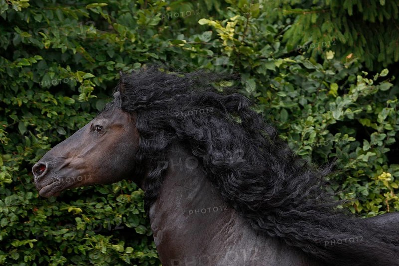 Friesian, Friesian horse