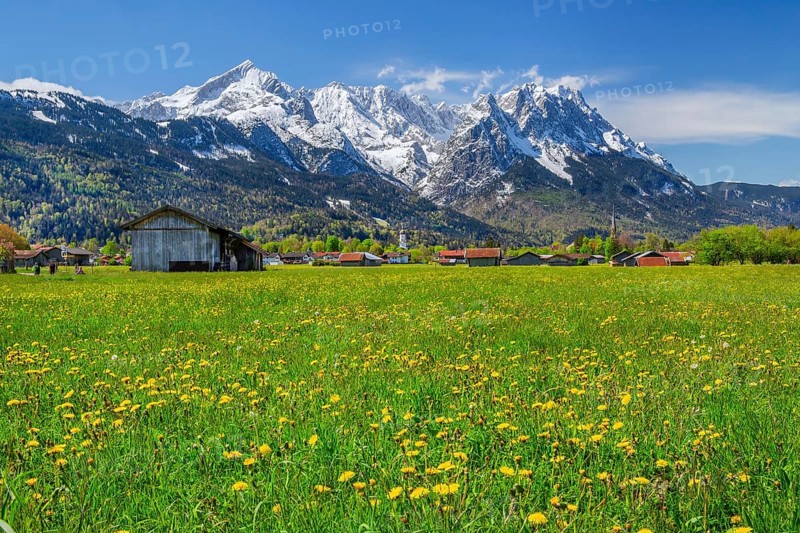 Spring meadow with hay barns at the edge of the village in front of Zugspitzgruppe 2962m in Wetterstein range, Garmisch-Partenkirchen, Loisachtal, Werdenfelser Land, Bavarian Alps, Upper Bavaria, Bavaria, Germany, Europe