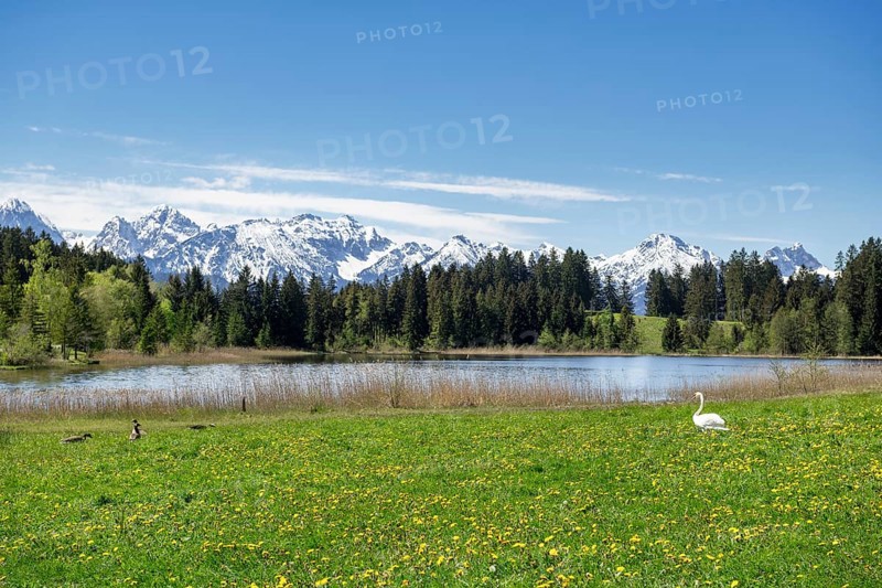 Hegratsrieder See near Fuessen, Allgaeu Alps, snow, mute swan, greylag geese, forest, Ostallgaeu, Buching, Allgaeu, Bavaria, Germany, Europe