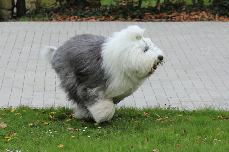 Bobtail, Old English Sheepdog