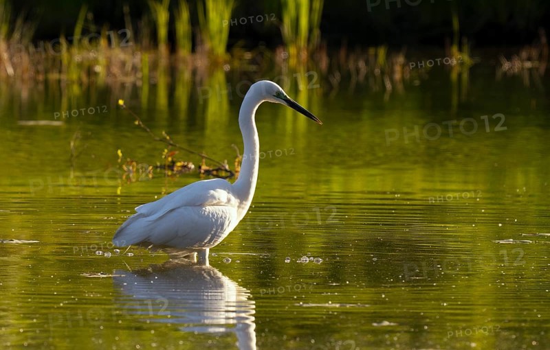 Great egret (Ardea alba), water, Lower Austria