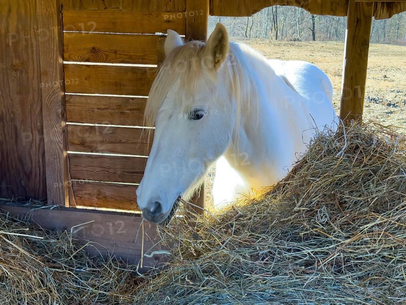 Headshot on a Beautiful White Horse Eating Hay in a Wood Barn with Sunlight in a Sunny Day in Switzerland