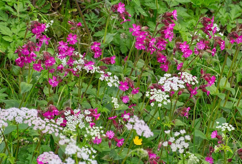 Red campions (Silene dioica) at the edge of the forest