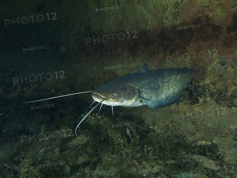 A catfish (Silurus glanis) swims near the bottom of a dark body of water. Dive site Zollbruecke, Rheinau, Canton Zurich, Rhine, High Rhine, Switzerland, Germany, Europe