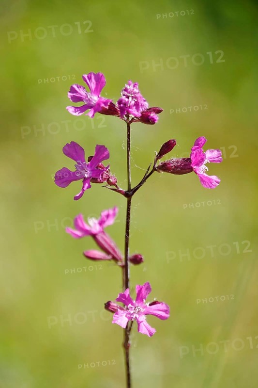 Pechnelke (Lychnis viscaria), May, Germany, Europe