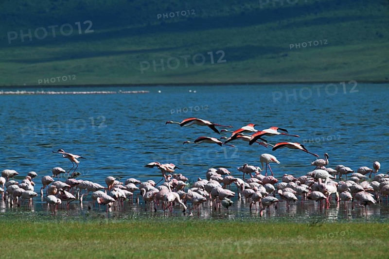Lesser flamingos (Phoeniconaias minor), Ngorongoro Crater, Ngorongoro Conservation Area, Tanzania, Africa
