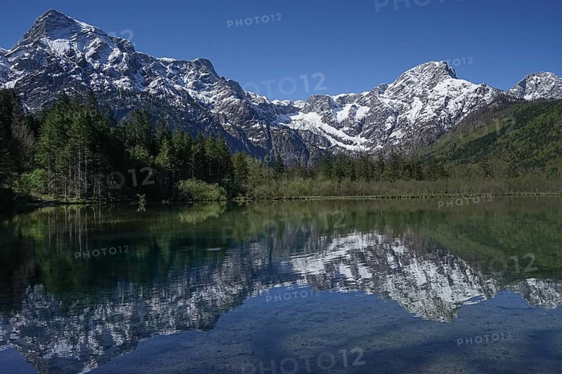 A tranquil lake with the reflection of snow-capped mountains and a forest against a clear blue sky. Almsee with a view of the Tote Gebirge. Almtal Upper Austria nature reserve