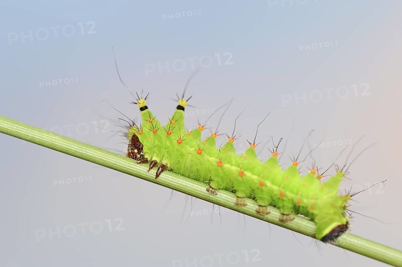 Indian luna moth (Actias selene), caterpillar, captive, occurrence in Asia