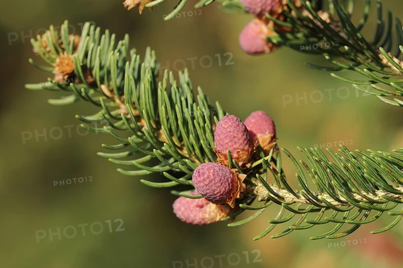 European spruce (Picea abies), flowers, North Rhine-Westphalia, Germany, Europe