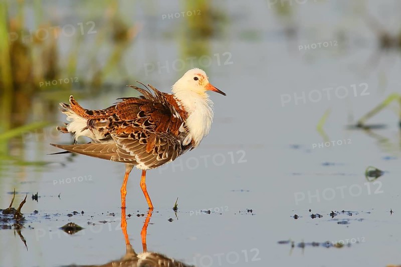Ruff (Philomachus pugnax), adult male in splendour plumage, standing in wet meadow, snipe birds, wildlife, Ochsenmoor, Duemmer See nature park Park, Huede, Lower Saxony, Germany, Europe