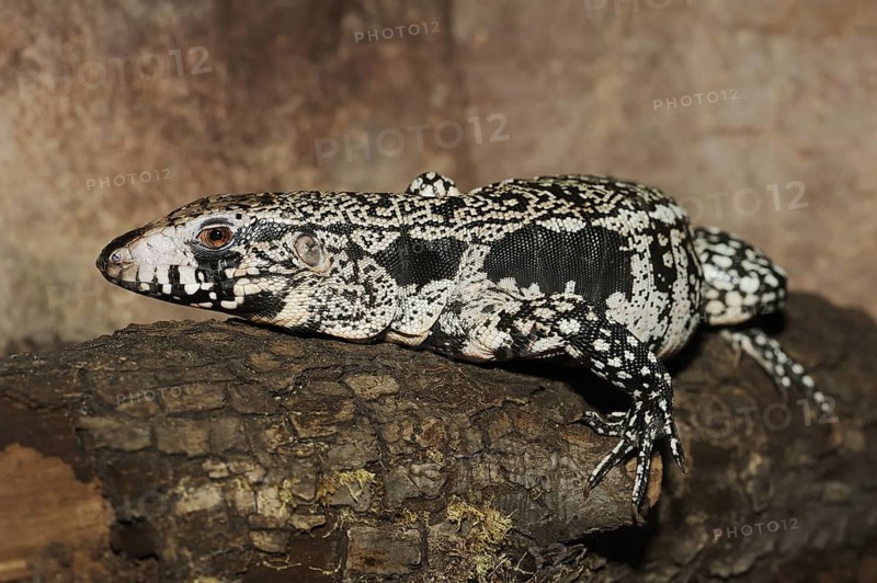 Argentine black and white tegu (Salvator merianae, Tupinambis merianae), captive, occurring in South America
