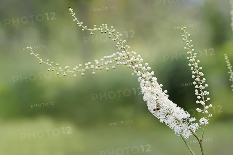 Lance primrose (Cimicifuga racemosa var.cordifolia), inflorescence, ornamental plant, North Rhine-Westphalia, Germany, Europe