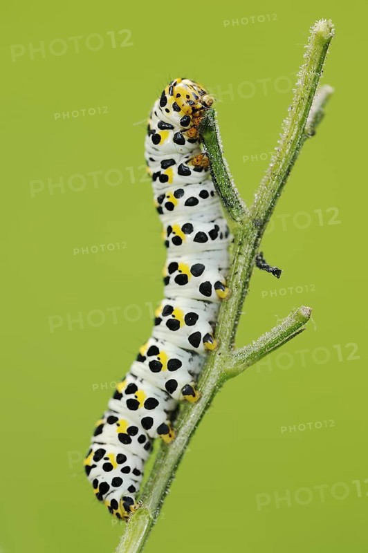 Brown-root monk (Shargacucullia scrophulariae), caterpillar, North Rhine-Westphalia, Germany, Europe