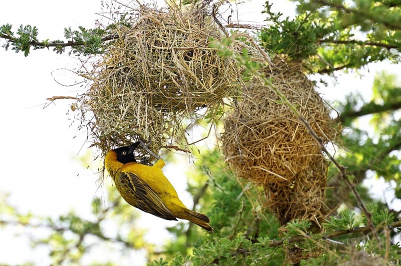 Speke's Weaver (ploceus spekei), male working on nest, Serengeti National Park, Tanzania, Africa