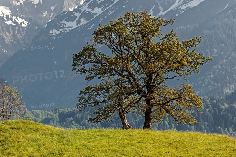 Group of trees in spring, near Schoellang, Oberallgaeu, Allgaeu, Bavaria, Germany, Europe