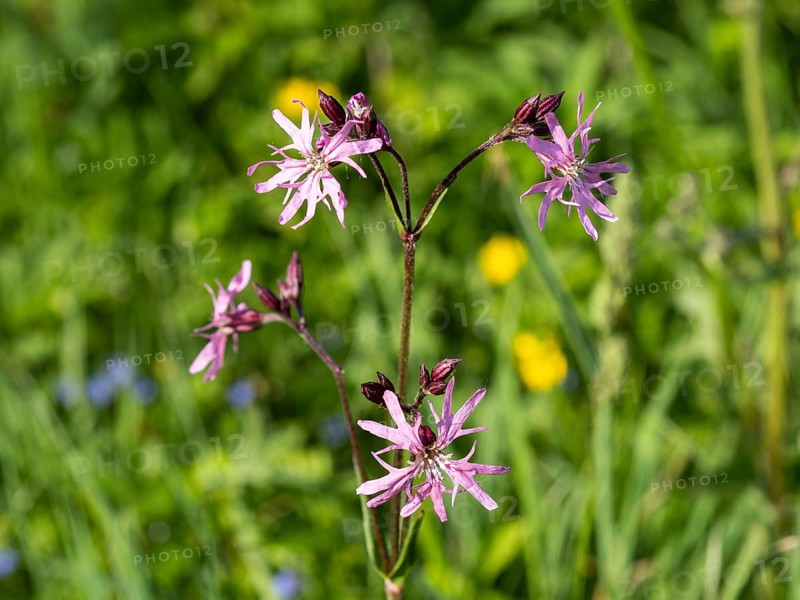Red campion (Silene dioica), near Irdning, Ennstal, Styria, Austria, Europe